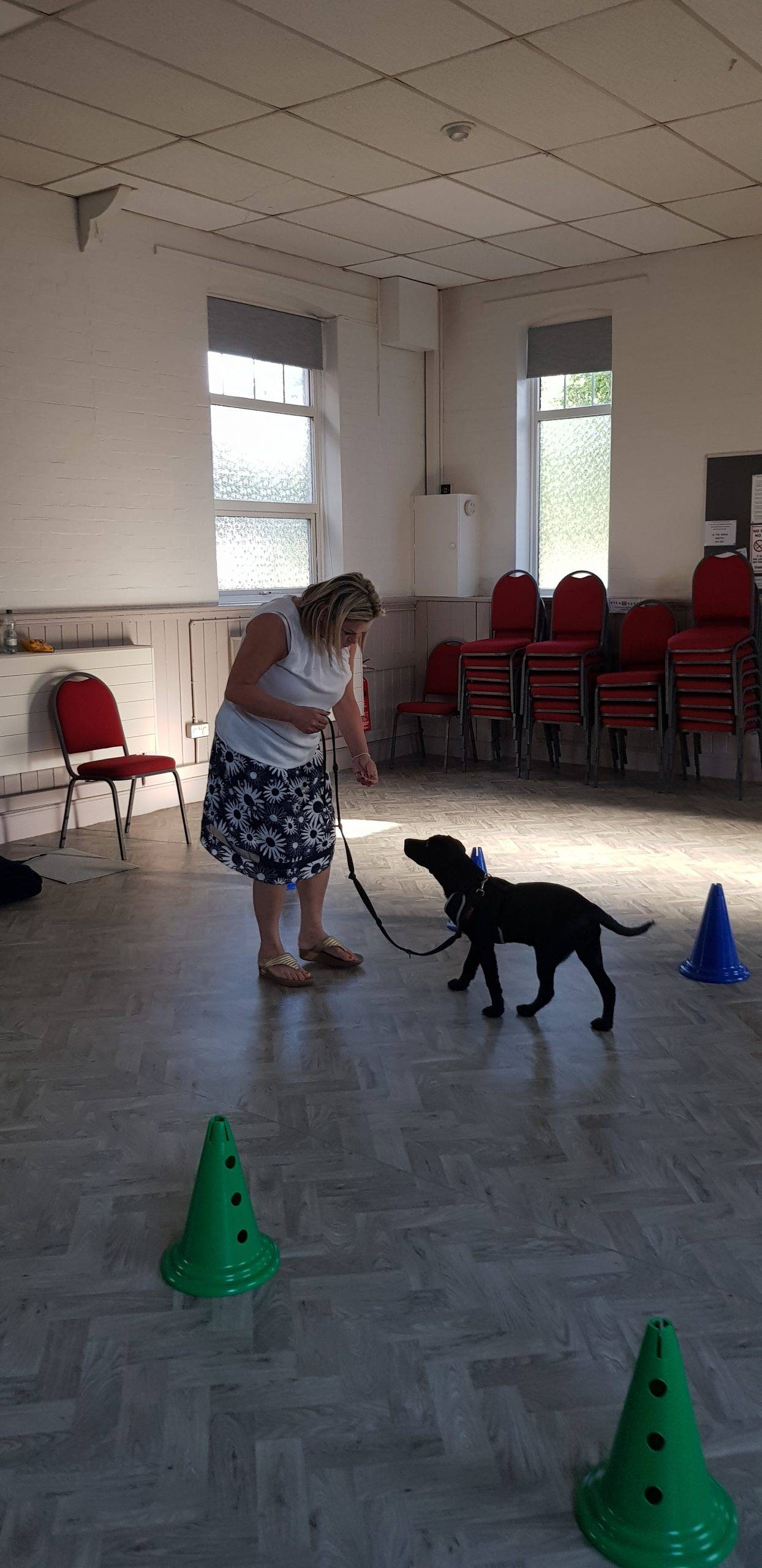 Group dog training class in action