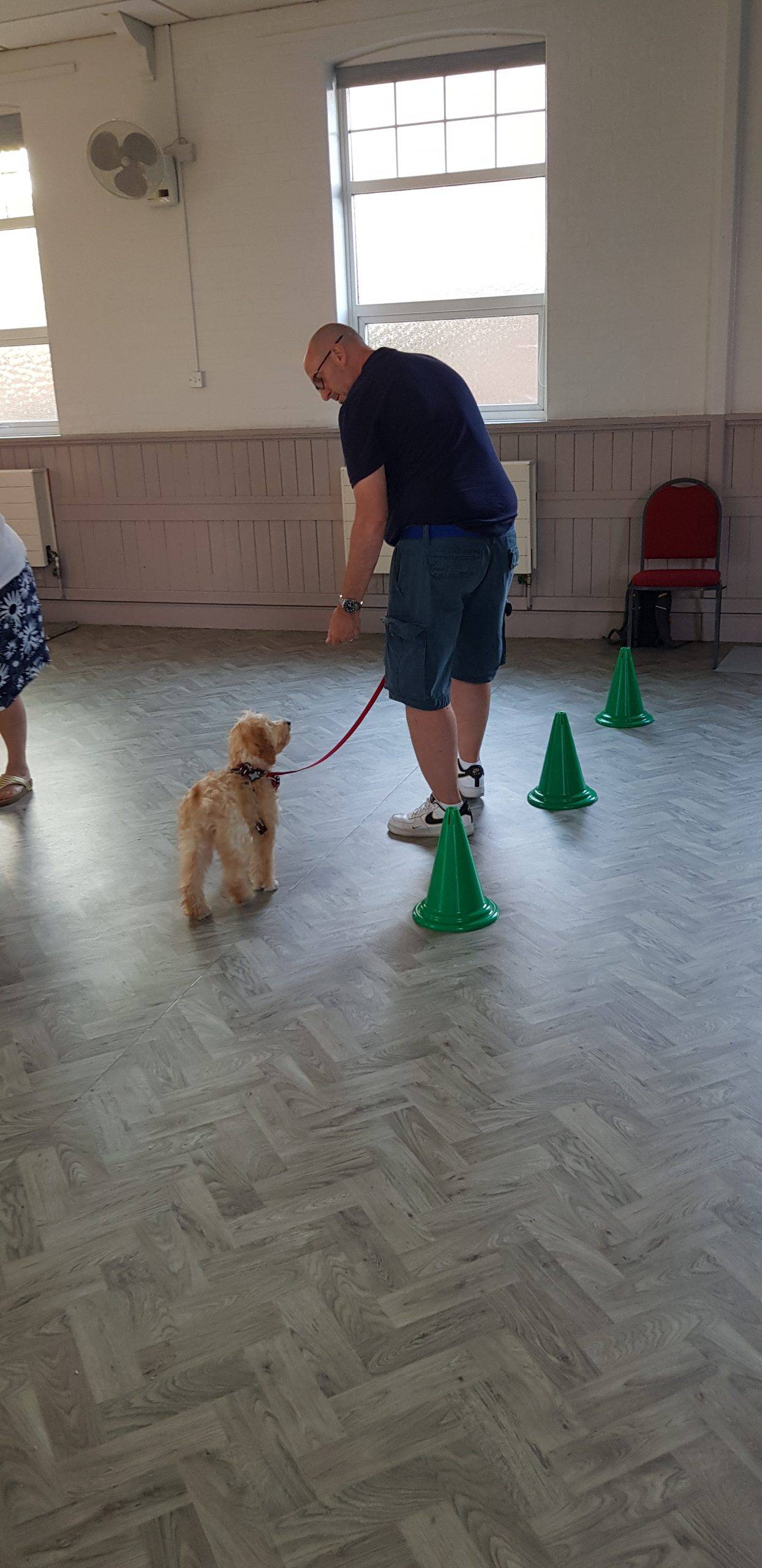 Group dog training class in action